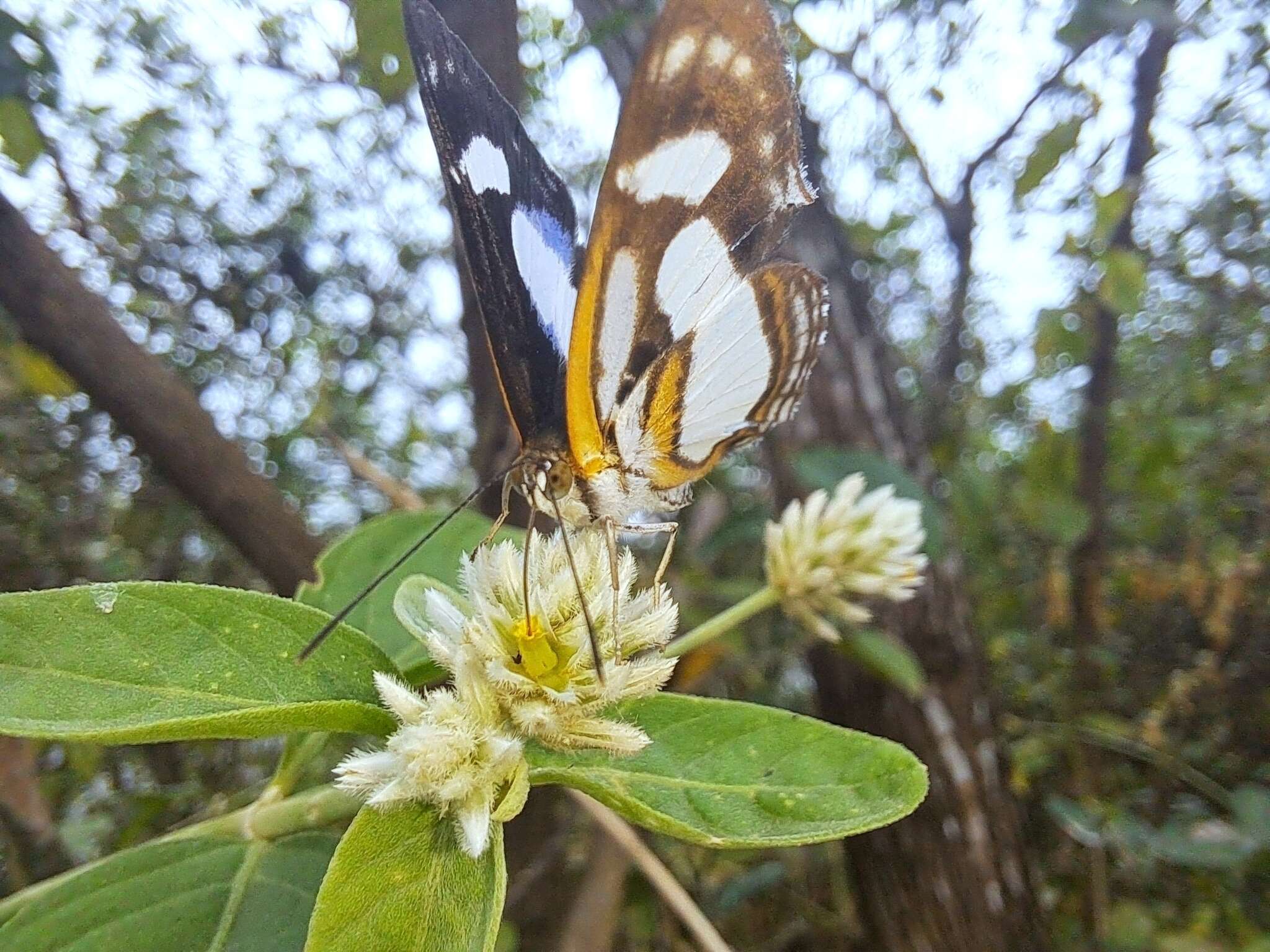 Image of Irenia Metalmark