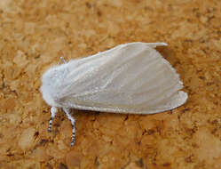 Image of White Satin Moth