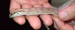 Image of Cape York Pad-tail Gecko