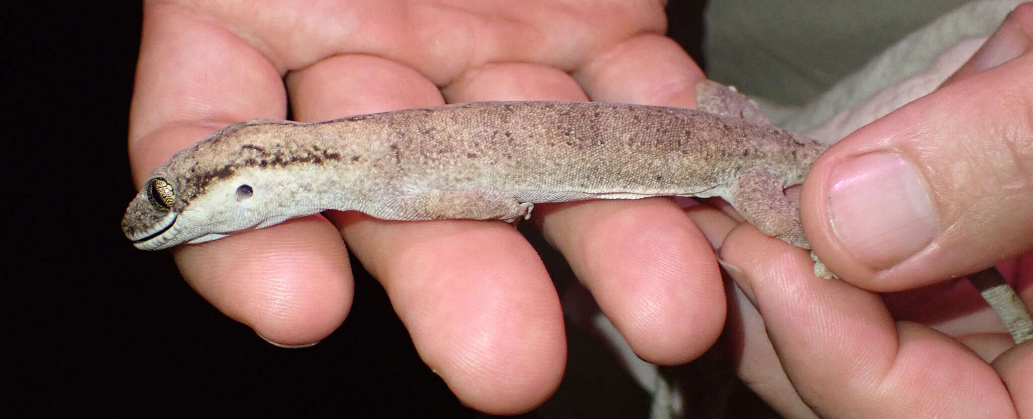 Image of Cape York Pad-tail Gecko