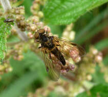 Image of Chrysopilus cristatus