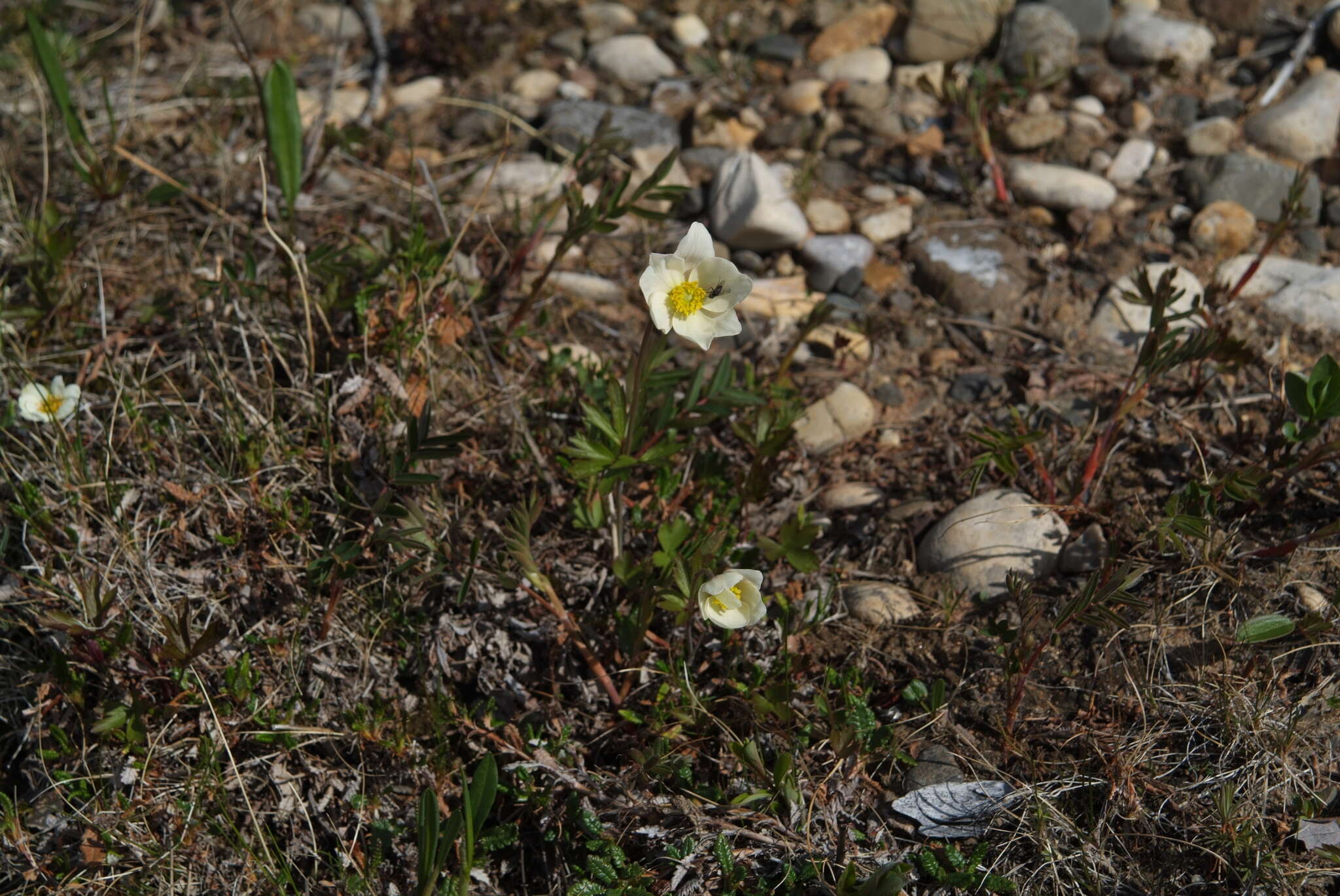 Image de Anemone sylvestris subsp. ochotensis (Fisch.) Petrovski