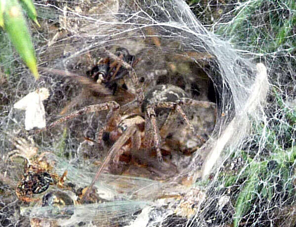 Image of Agelena labyrinthica (Clerck 1757)