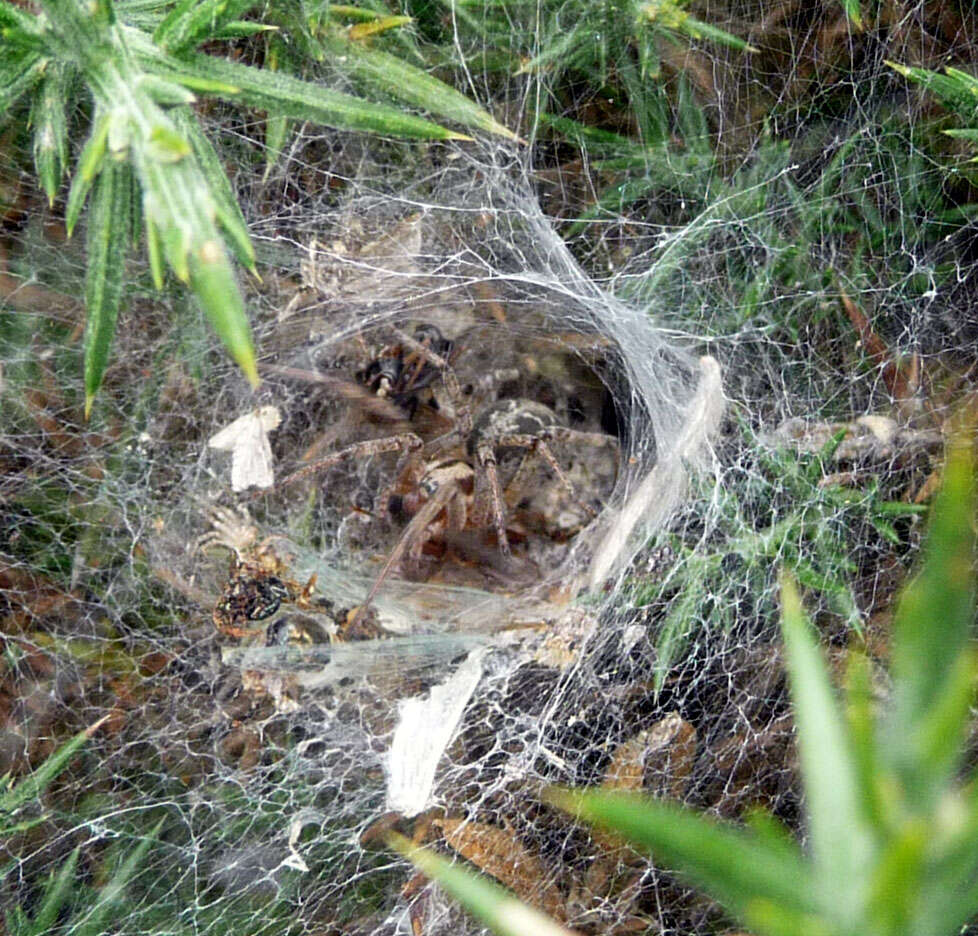 Image of Agelena labyrinthica (Clerck 1757)