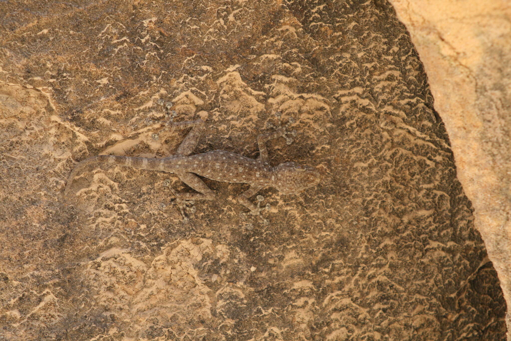 Image of Fan-fingered gecko