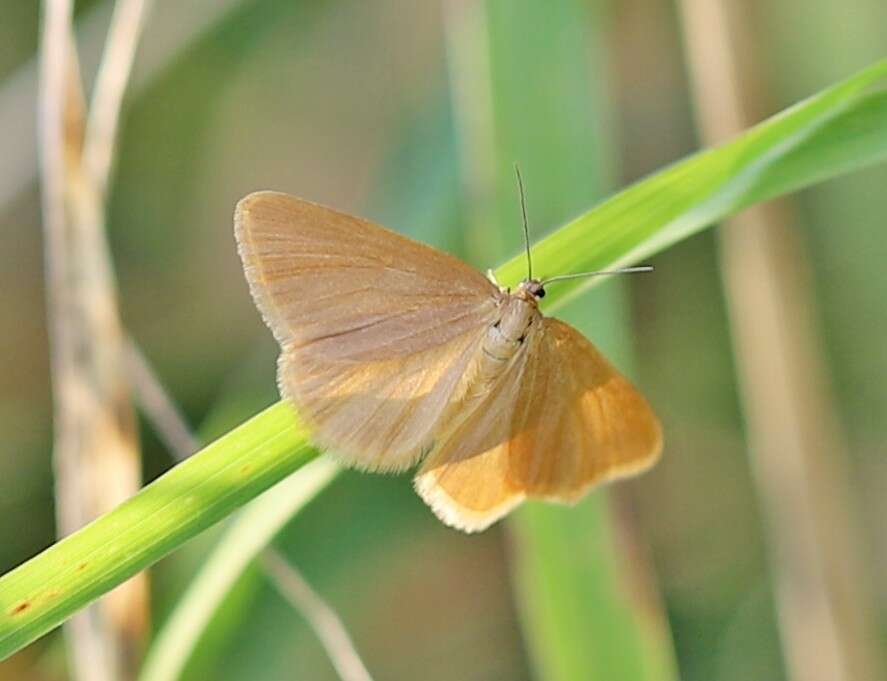 Image of Drab looper moth