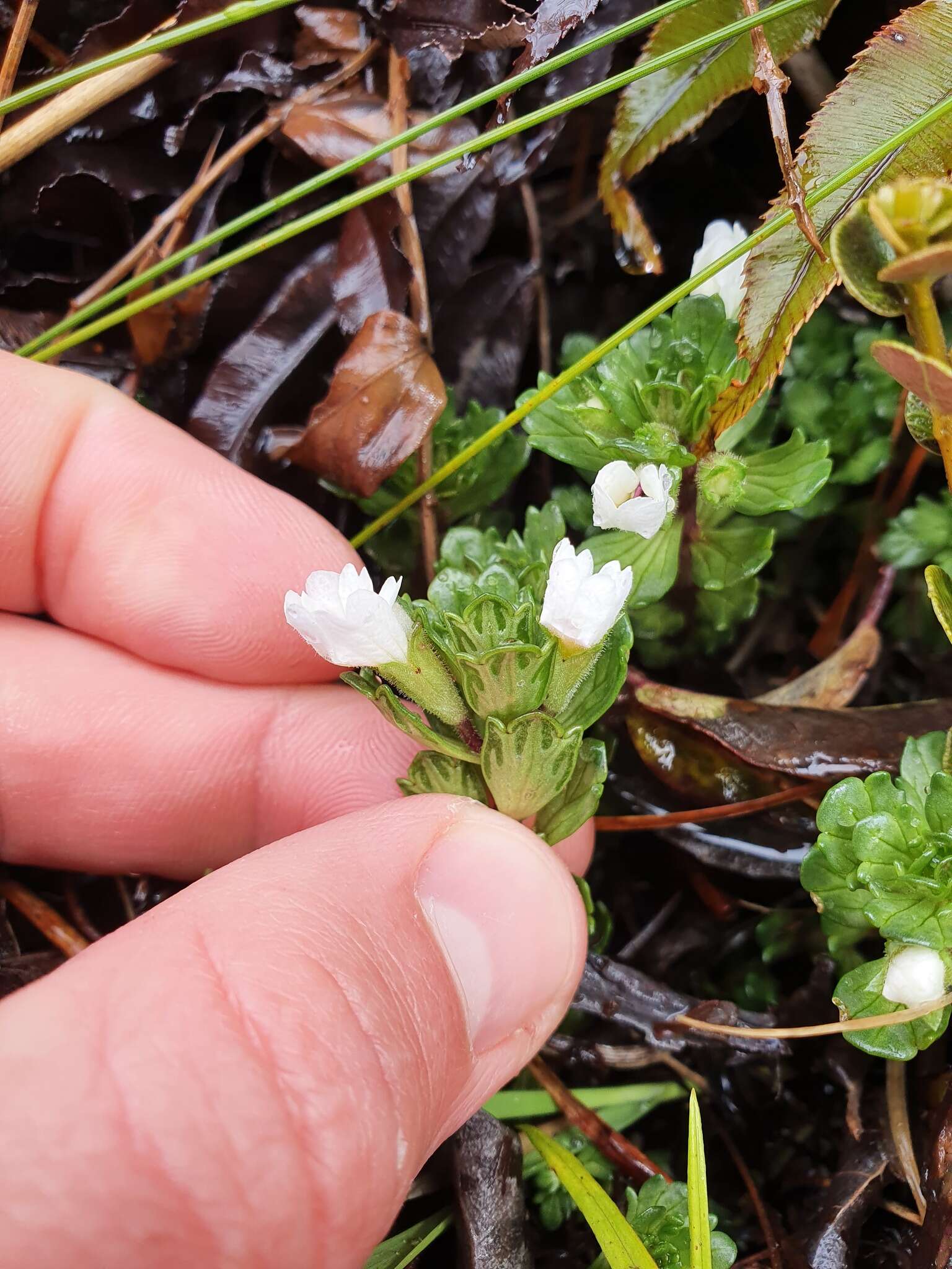 Imagem de Euphrasia petriei Ashwin