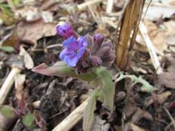 Image of Pulmonaria mollis Hornem.