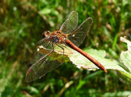 Image of Common Darter