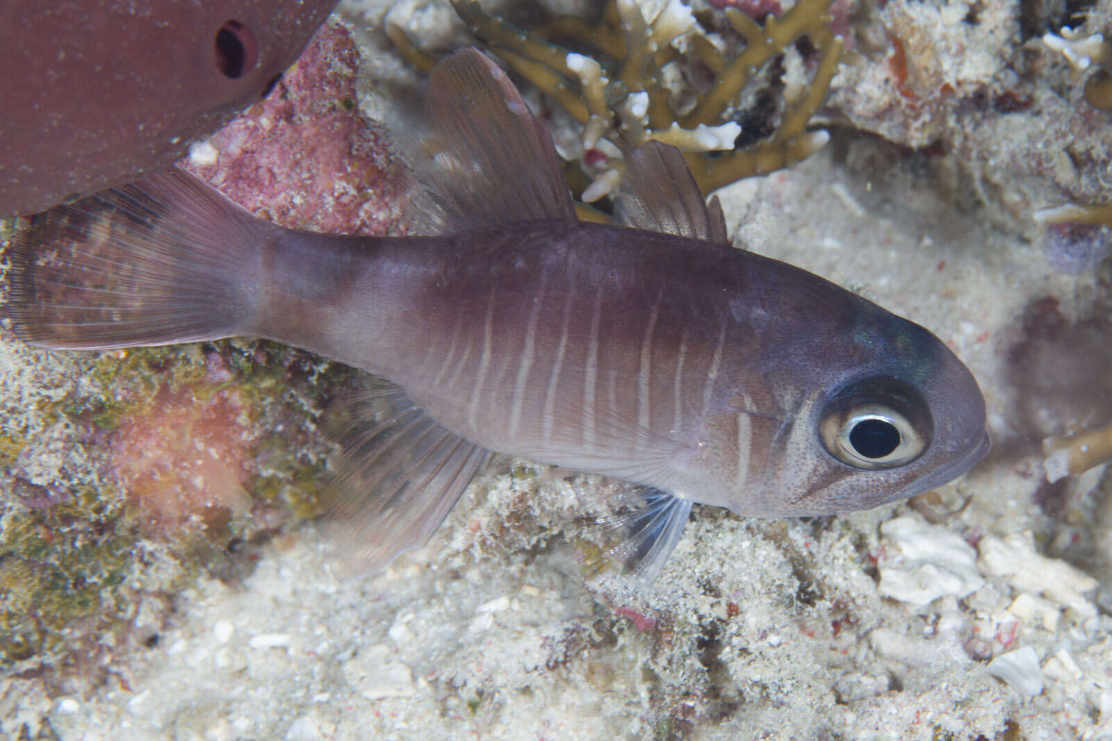 Image of Similar cardinalfish