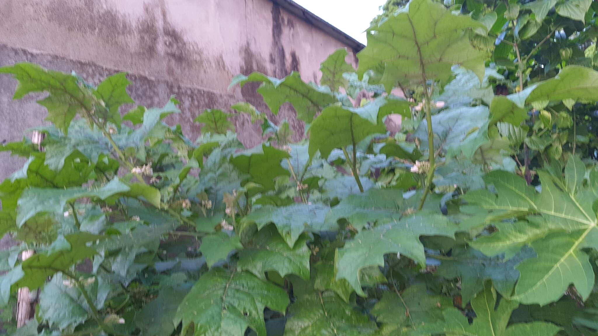 Image de Solanum stramonifolium Jacq.