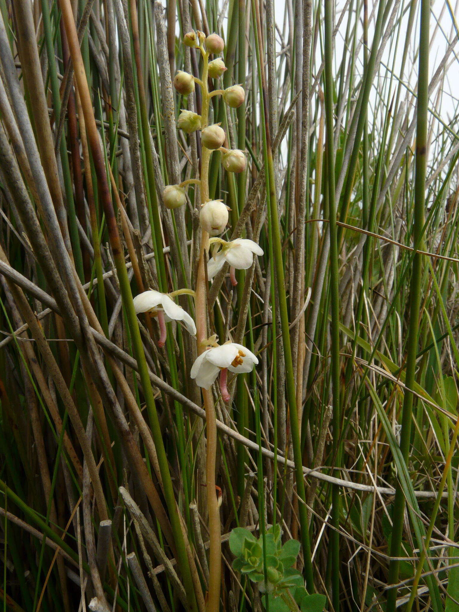 Plancia ëd Pyrola rotundifolia L.