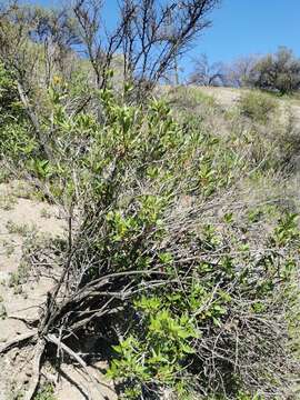 Image of Flourensia thurifera (Molina) DC.