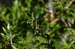 Sivun Gaultheria tenuifolia (R. Phil.) Sleum. kuva