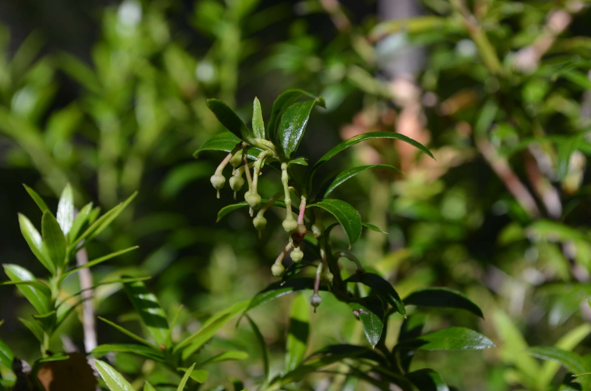 Sivun Gaultheria tenuifolia (R. Phil.) Sleum. kuva