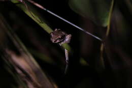 Image de Leptopelis ocellatus (Mocquard 1902)