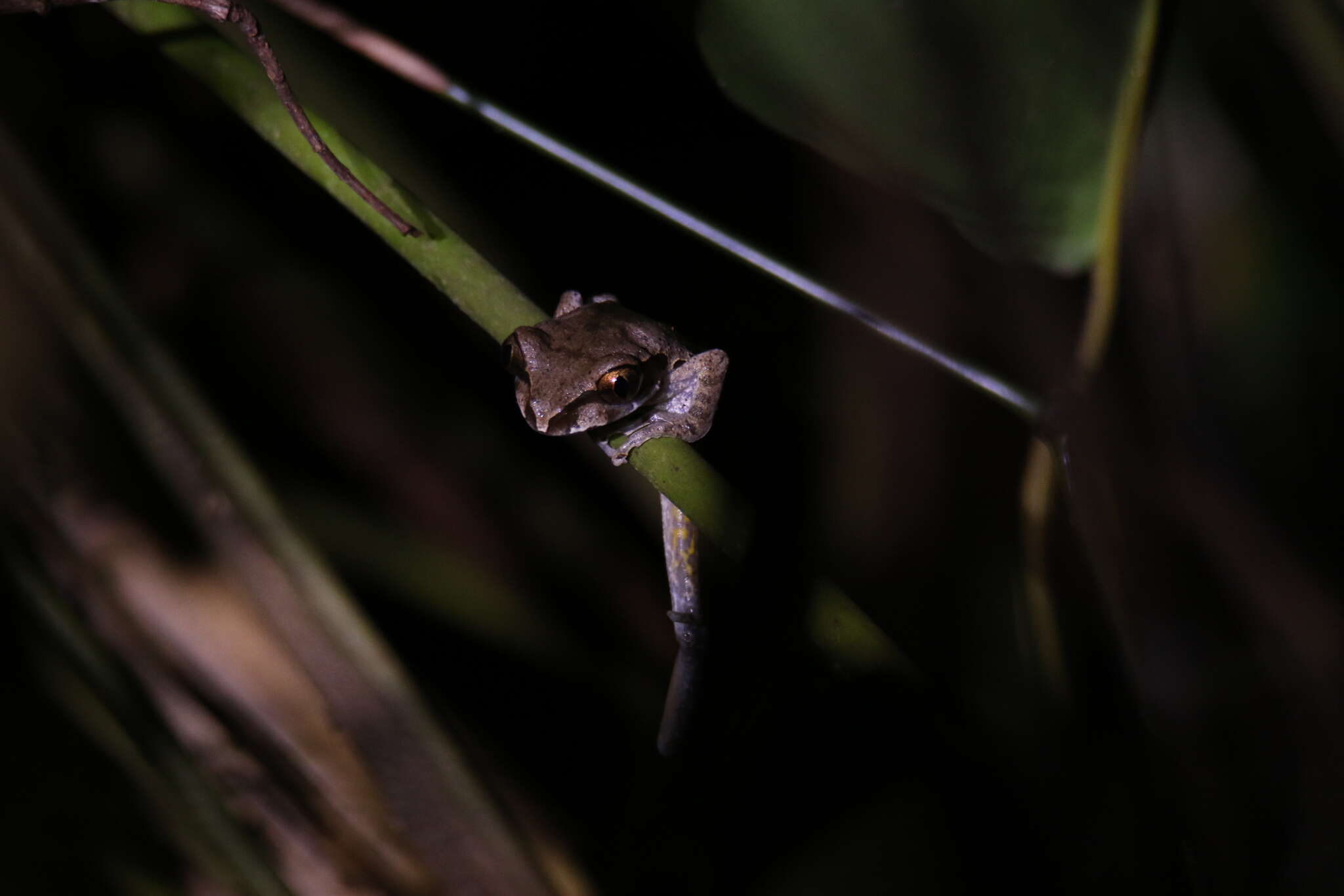 Image de Leptopelis ocellatus (Mocquard 1902)