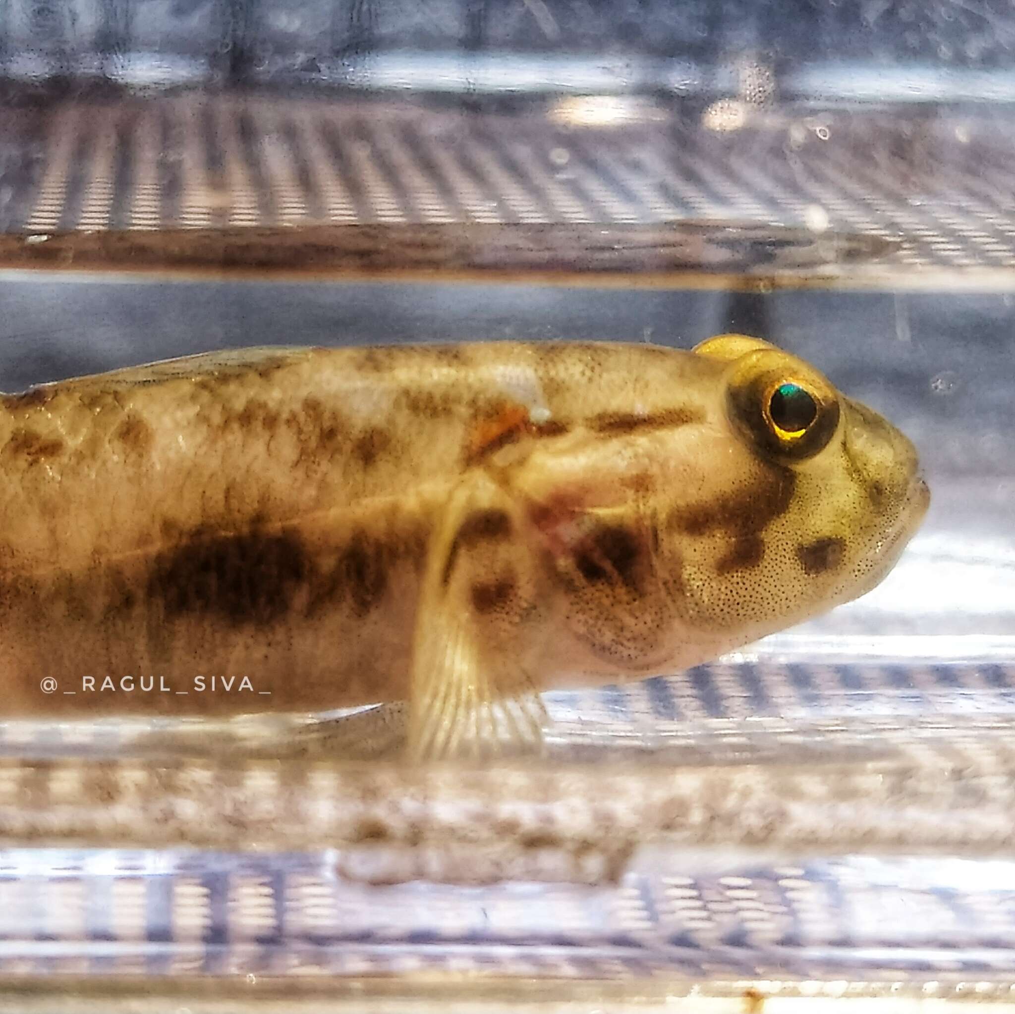 Слика од Acentrogobius viridipunctatus (Valenciennes 1837)