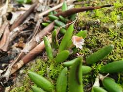 صورة Dendrobium lichenastrum (F. Muell.) Rolfe