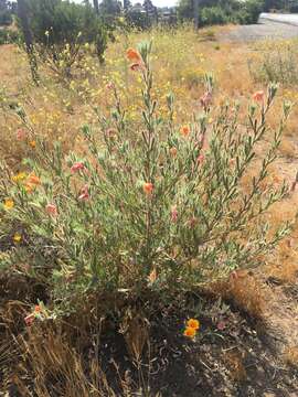 صورة Oenothera grisea W. Dietrich