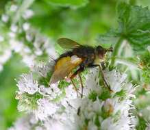 Image de Tachina fera (Linnaeus 1761)