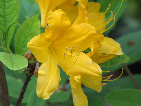 Image de Rhododendron molle (Bl.) G. Don