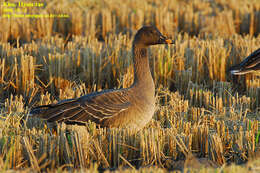 Image of Bean Goose