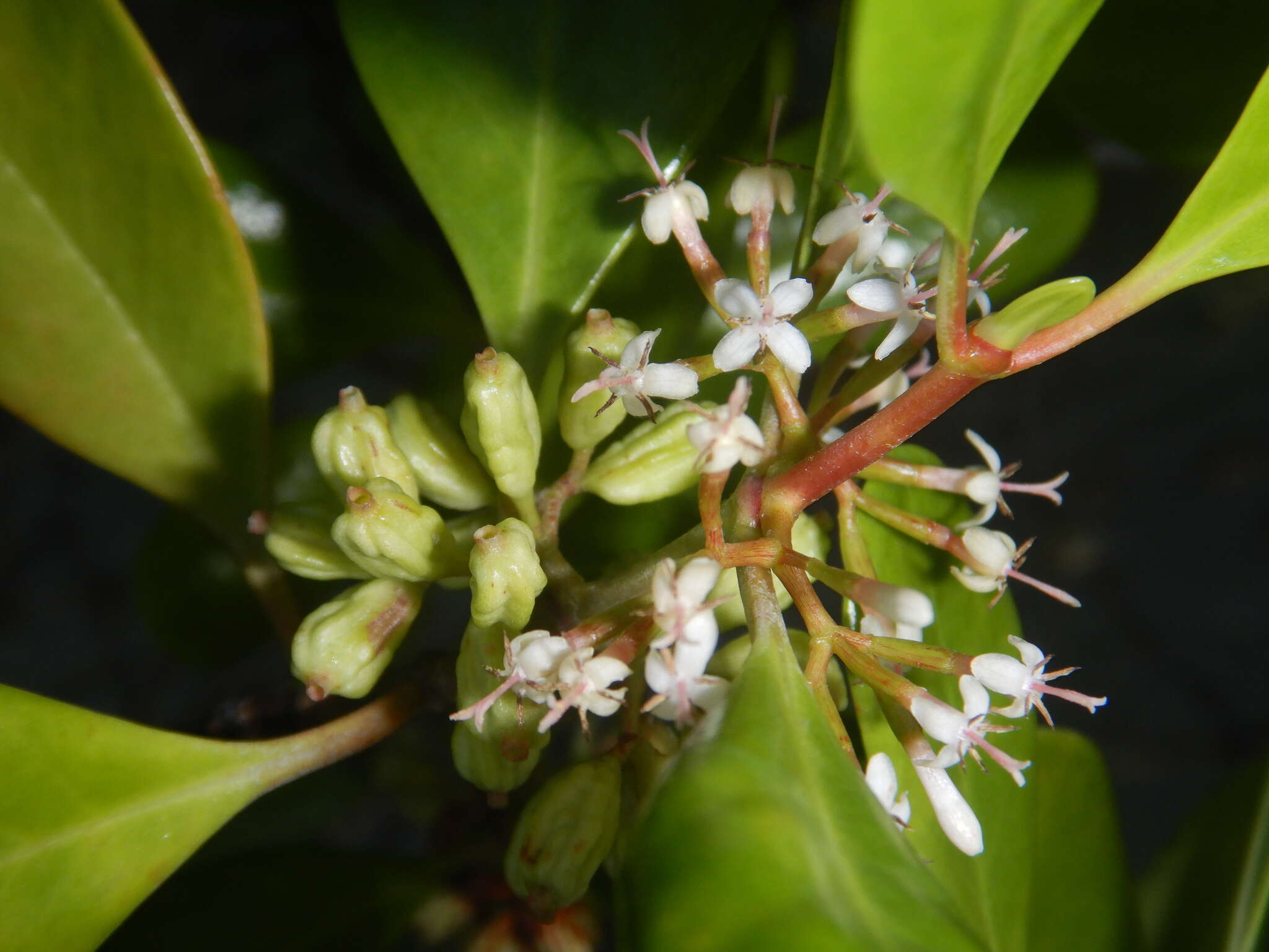 Image of yamstick mangrove