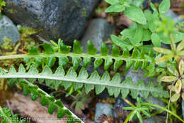 Image of Oeder's lousewort