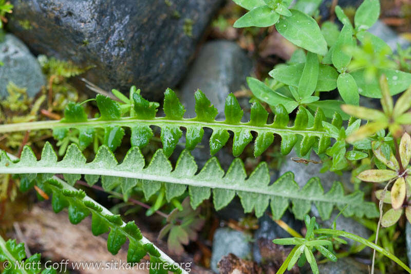 Image of Oeder's lousewort