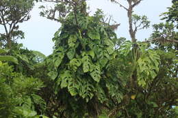 Image of Adanson's monstera