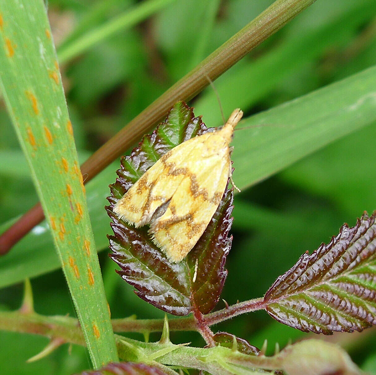 Image of Agapeta