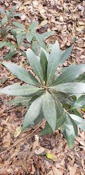 Image de Illicium floridanum Ellis