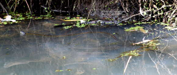 Image of Mexican Garter Snake