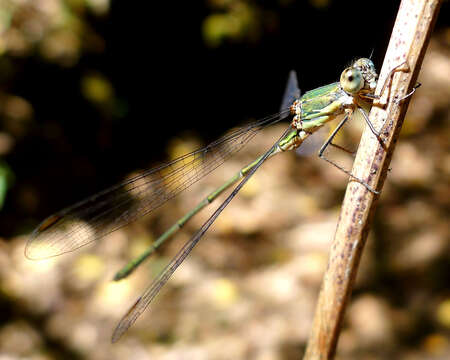 Image of Chalcolestes Kennedy 1920