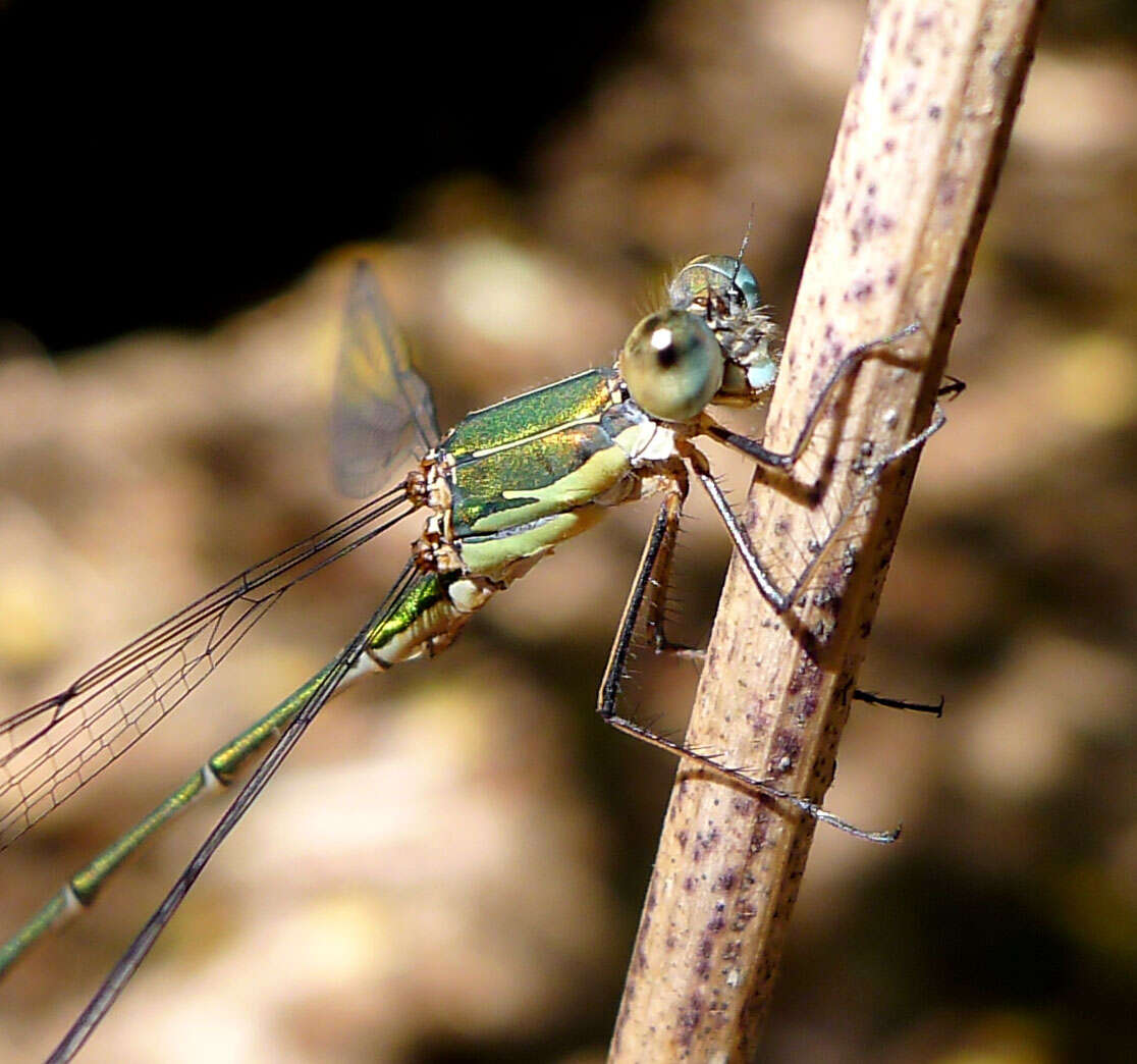 Image of Chalcolestes Kennedy 1920