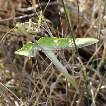 Image of African mantis