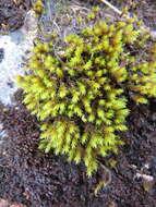 Image of aquatic racomitrium moss