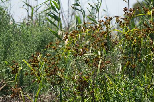 Image of Fox-Tail Flat Sedge