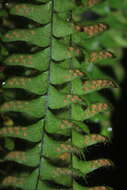 Image of scaly dwarf polypody