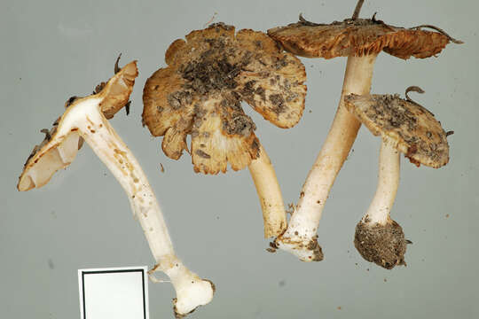 Inocybe fulvilubrica Matheny, Bougher & G. M. Gates 2012 resmi