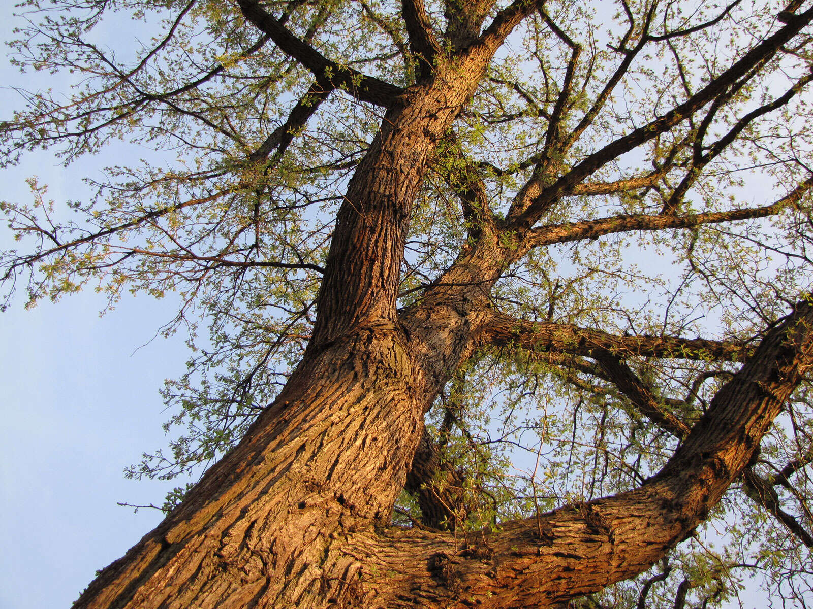 Image of Bur Oak