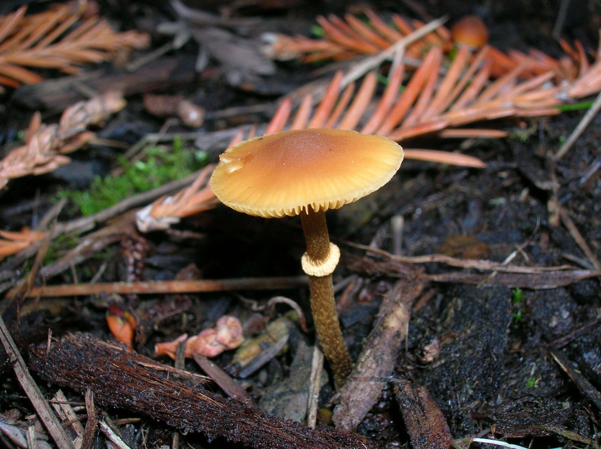 Image of Conocybe filaris (Fr.) Kühner 1935