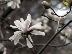 Image of Kobus magnolia