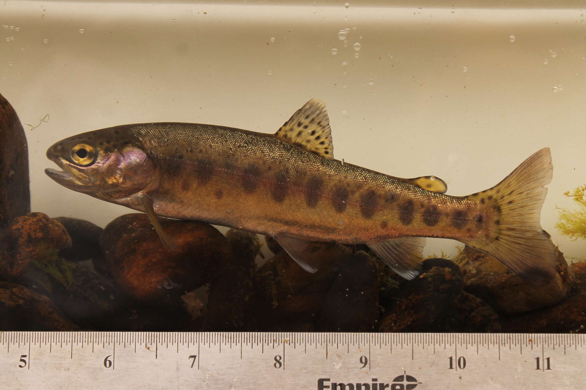 Image of Oncorhynchus mykiss gairdnerii (Richardson 1836)