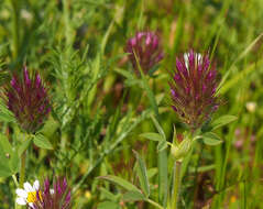 Слика од Trifolium dasyurum C. Presl