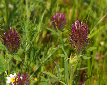 Plancia ëd Trifolium dasyurum C. Presl