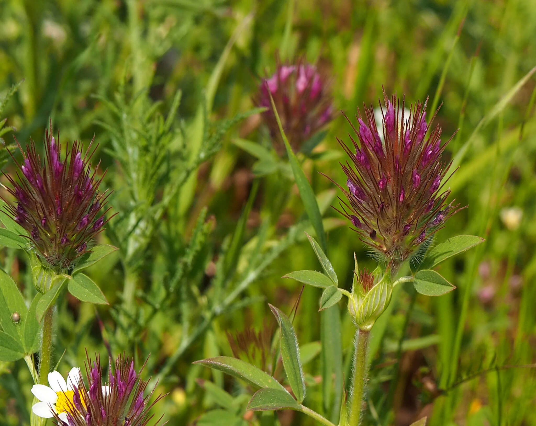 Imagem de Trifolium dasyurum C. Presl