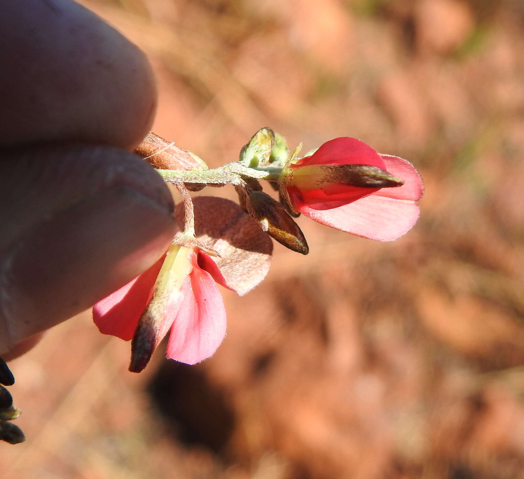 Indigofera hedyantha Eckl. & Zeyh.的圖片