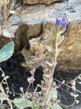 Image of Mariposa phacelia